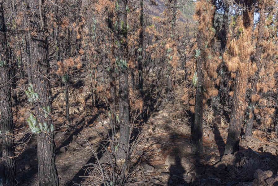Tenerife 292 - parque natural Corona Forestal.jpg